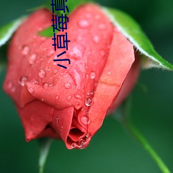小草莓真人直播app