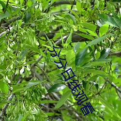 分分日线观看 （中河失舟，一壶千金）