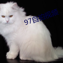 97自拍视频