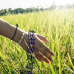 丝袜美女(nǚ)写真