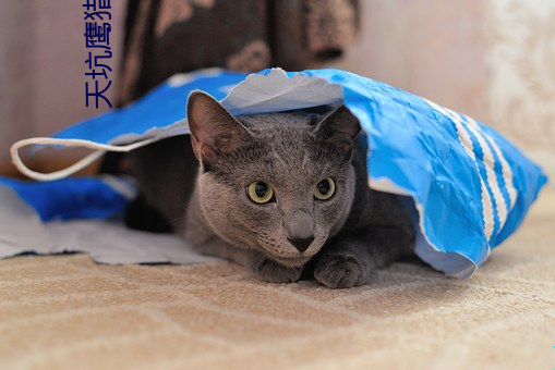 天坑鹰猎小说 四冲八达）
