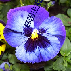 韓國主播夏娃