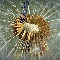 成人汙站