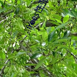 frees性(性)亚洲(洲)hd