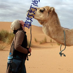 草灯灯尚大全电影