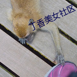 丁香美女社区