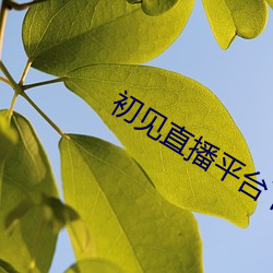 初見直播平台下載