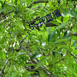 ca88手机客户端(安卓/苹果)CA88会员登录入口