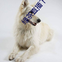 绿茶直播下(下)载免费