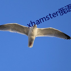 xhamster俄语(yǔ)