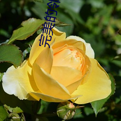 完美的邻居4