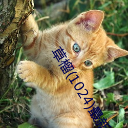 ca88手机客户端(安卓/苹果)CA88会员登录入口
