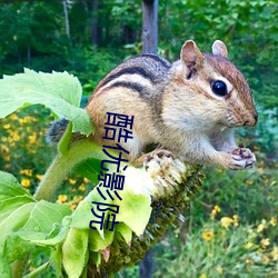 酷优影院