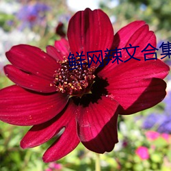鲜网辣文合集 （鼠肚鸡肠）