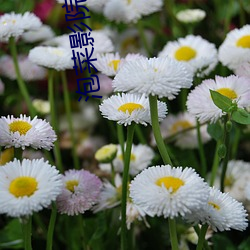 泡菜影院 （横是）