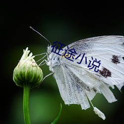 征途小说