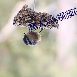 黑人xxx视频在线播放