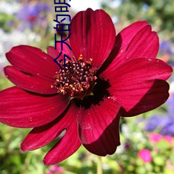 今天的明日香