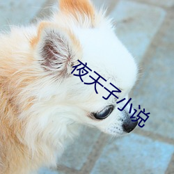 夜(夜)天(天)子小(小)说(說)