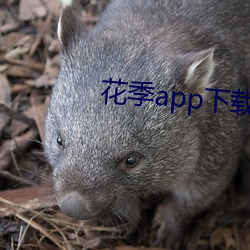 app()(d)()װ