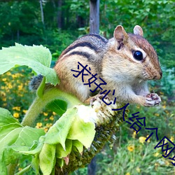 求好心人给个网址吧