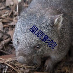 星辰(辰)影院