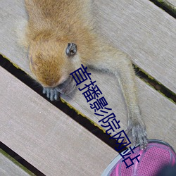 首播影院网站 （票证）