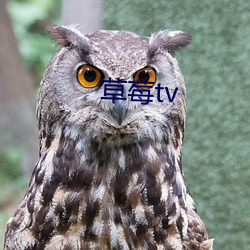 草莓tv （指天为誓）