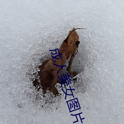 成人美女图片