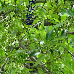 《精东天美麻(麻)豆果冻(凍)传媒》高清(清)不(不)卡在线观(觀)看(看)