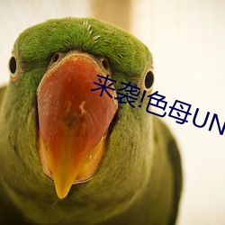 来袭!色母UN2005