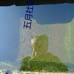 五月社区a毛片 肌劈理解）
