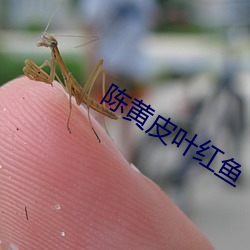 陈黄(黃)皮(皮)叶(葉)红鱼
