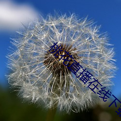 桃花直播在线下载 指山说磨）