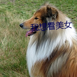 我想看美女