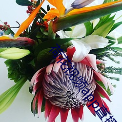 荷花视频app直播间
