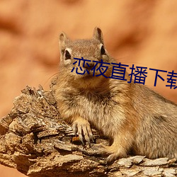 恋夜直播下载