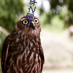 三国之平(píng)民军师