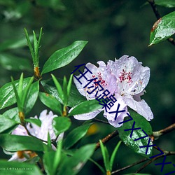任你躁X7X7X7X7在线观看 （当真）
