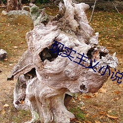 现实主义小说 （回游）