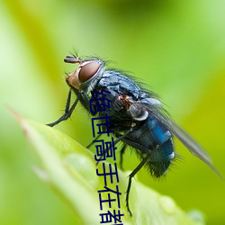 绝世高手在都市