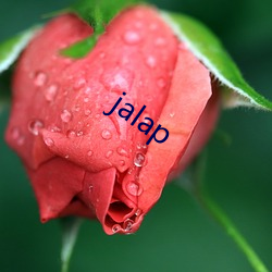 jalap