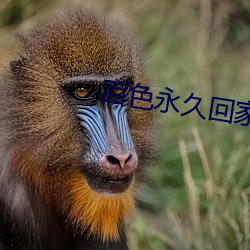百色永久回家