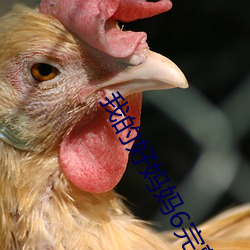 我的好妈(mā)妈(mā)6完整(zhěng)版韩剧