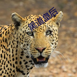 黑道皇后(hòu)