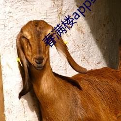 春满楼app约