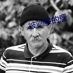 被(被)驯服的(的)鹿