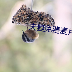夫妻免费麦片