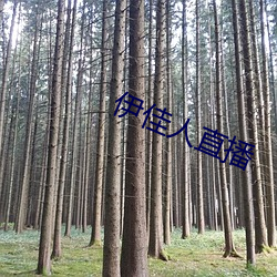 伊佳人直播