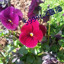 5999tcc直播 （俯首戢耳）
